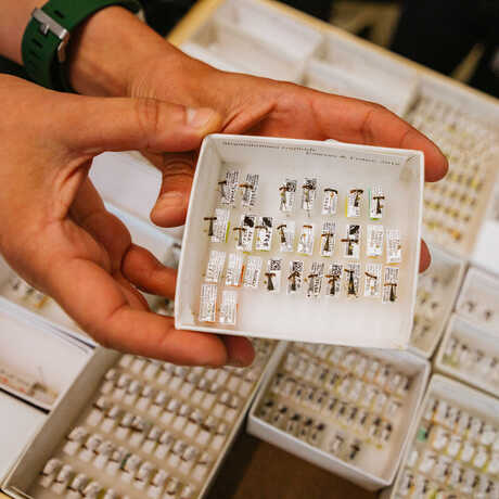 Hands holding a box of pinned ant specimens