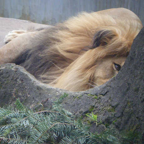 A lion laying down.