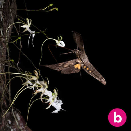 Hawk moth hovering near a ghost orchid in the Everglades