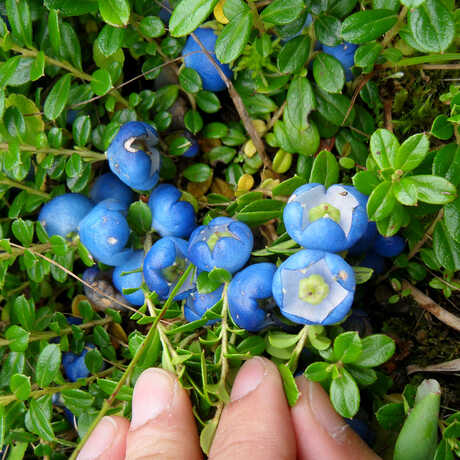 Expedition photo of Gaultheria fruit from China's Gaoligong Mountains