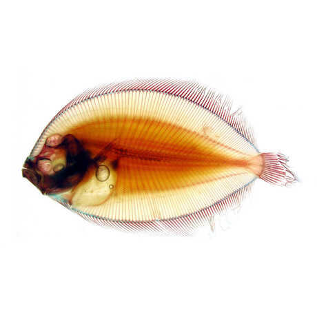 Stained fish from the ichthyology collection