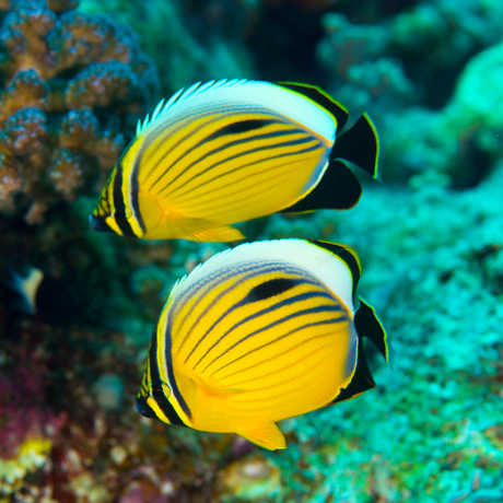 Fish endemic to the Red Sea