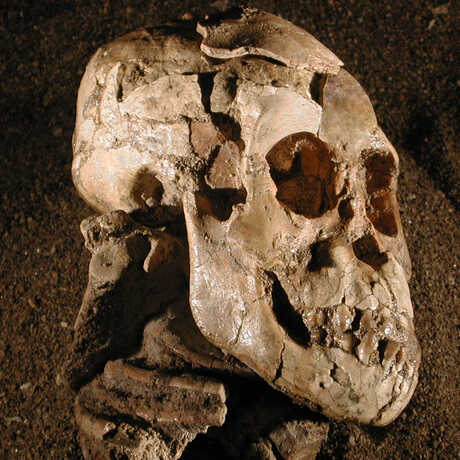 Close up of the "Selam" Australopithecus afarensis skull.