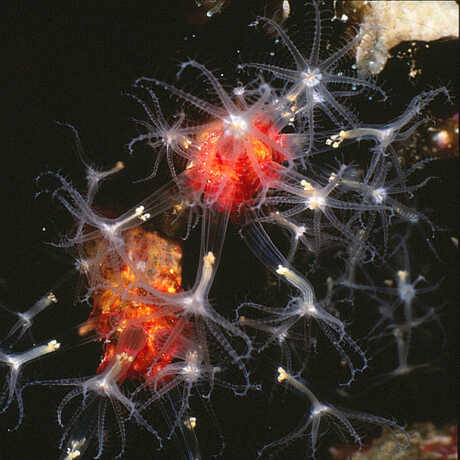 Bioluminescent soft coral discovered by Gary Williams in the Solomon Islands.