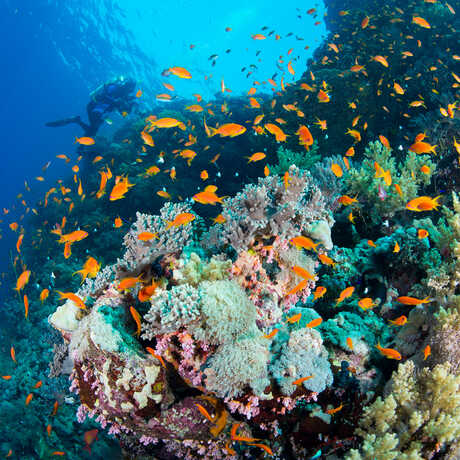 Luiz diving in Red Sea