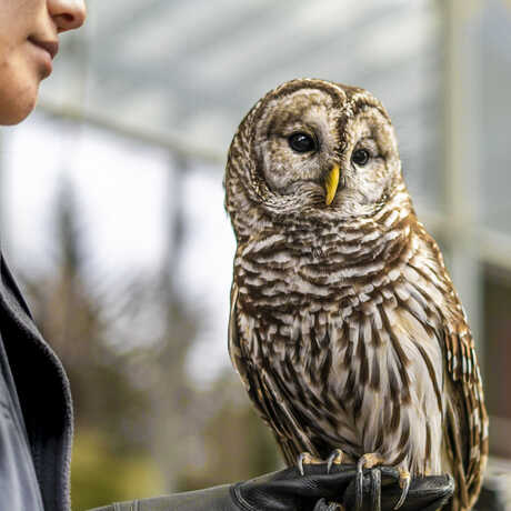 A barred owl perches on a handlers gloved hand during Academy Day, with a blurry backdrop. 
