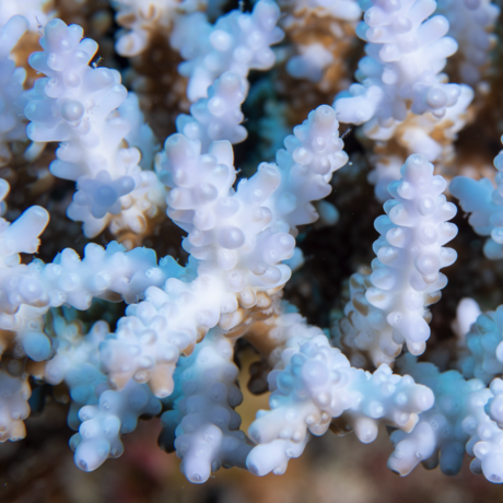 A bleaching Caroppora coral at about 130 feet deep in Australia’s Coral Sea.