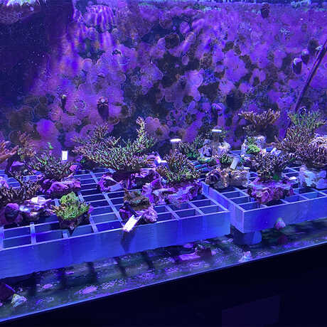 Corals in the Academy's Coral Spawning Lab