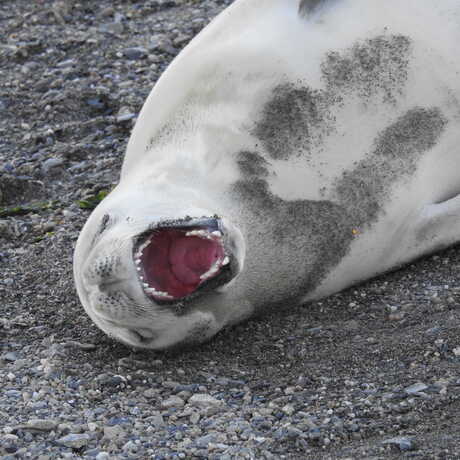 Crabeater seal relaxing on a beach in Argentina
