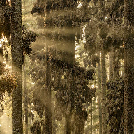 Thousands of monarch butterflies cluster on fir branches in a forest streaked with sunlight. 