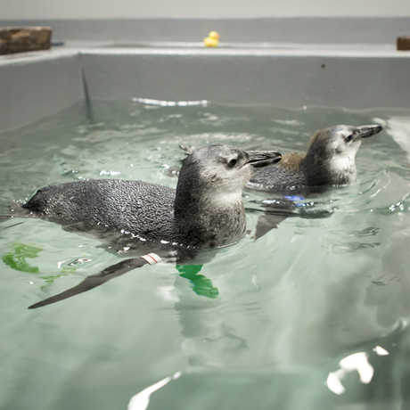 African penguin chicks learn to swim 