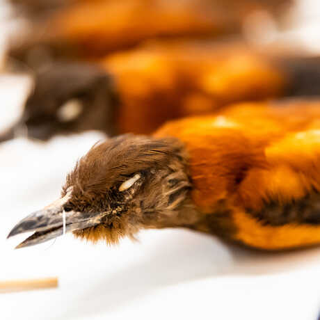 A row of taxidermied pitohui birds rests on a white collections drawer with arms drawn. The foremost birds beak remains slightly open. 