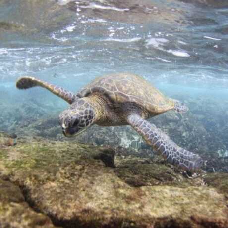 Green Sea Turtle