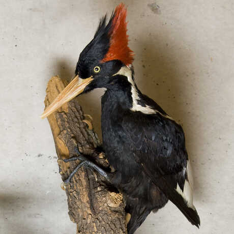 Photo of an ivory billed woodpecker specimen mounted on a branch