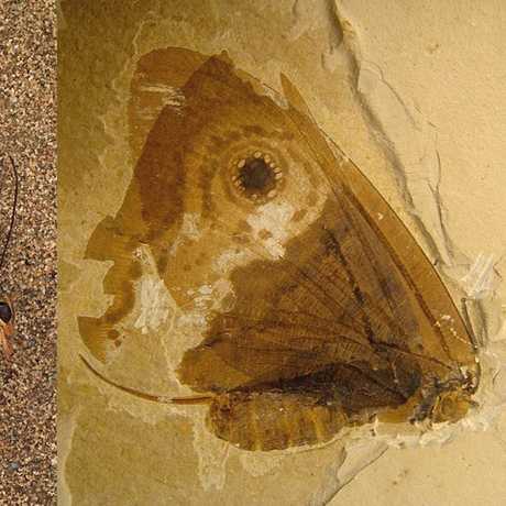 Owl butterfly, and fossilized kalligrammatid