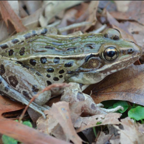 Leopard frog of NYC