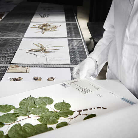 The California Academy of Sciences will leverage Picturae's conveyor belt technology to digitize 1 million CA botany specimens