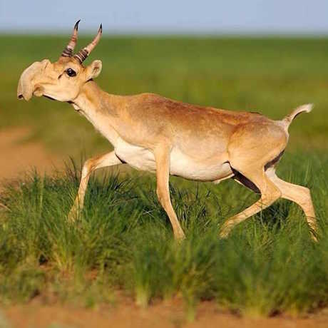 Saiga