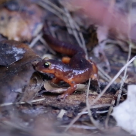 Salamander in Tilden Park