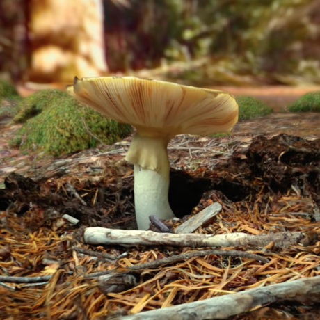 Fungus from Habitat Earth