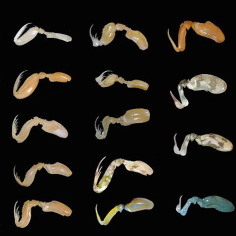 Mantis shrimp claw diversity