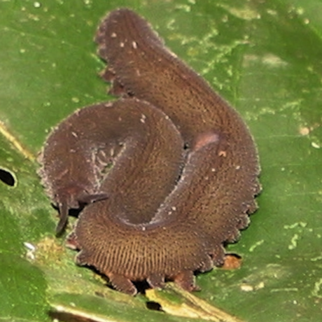 Velvet Worm (Onychophora) from the Amazon Rain Forest in Peru