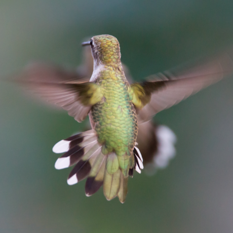 Ruby-throated hummingbird hovering