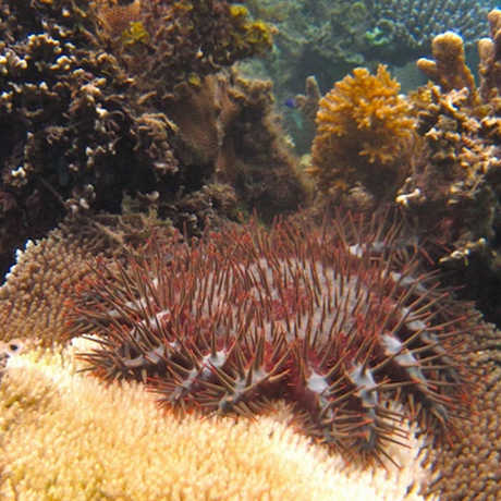 A crown-of-thorns sea star eating a coral from the genus Acropora