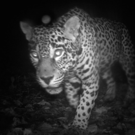 Jaguar, Central Suriname Nature Reserve, Suriname, Image: TEAM