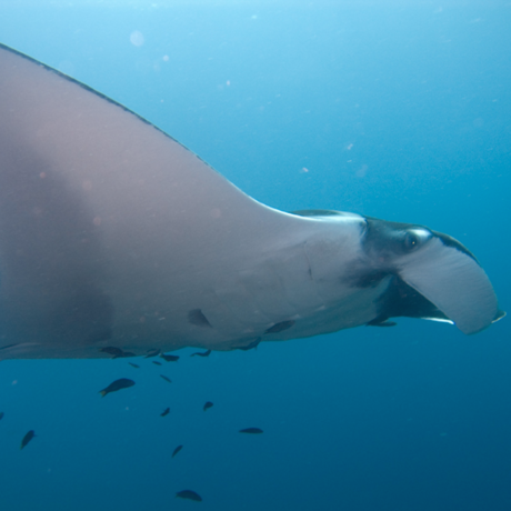 Manta ray, jon hanson/Flickr