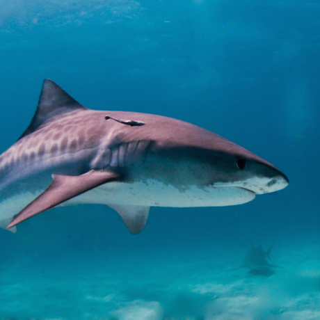 Tiger shark, Albert kok