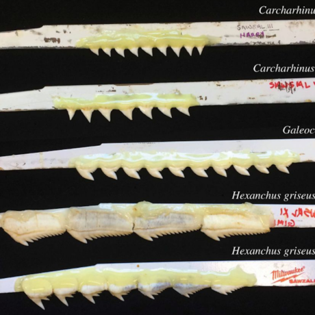 Shark tooth saw blades, University of Washington