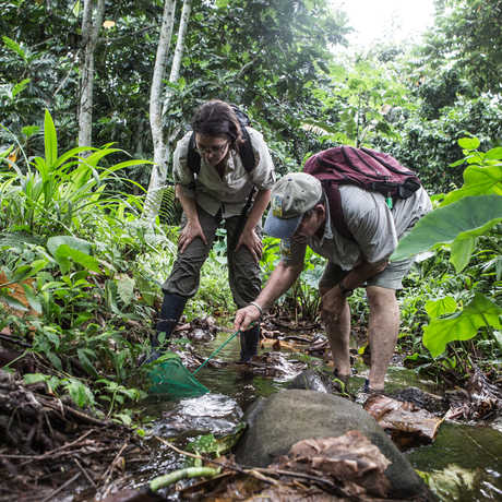 Biologists Bob Drewes and Rayna Bell searching for tadpoles of the Príncipe Giant Treefrog