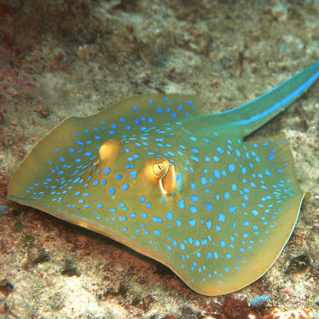 Blue-Spotted Shark