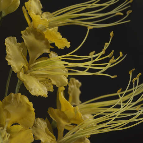 Close-up of a highly accurate-to-life glass model of a yellow flower
