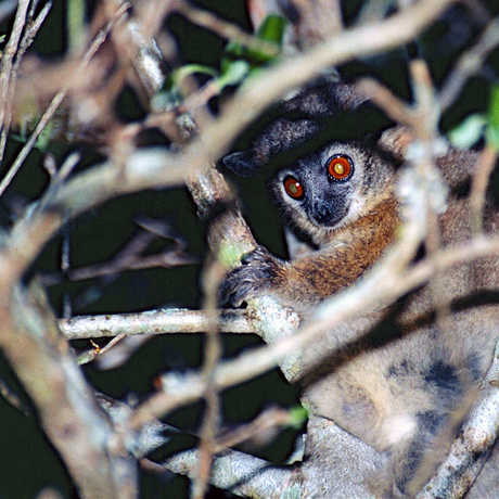 Photo of sportive lemur