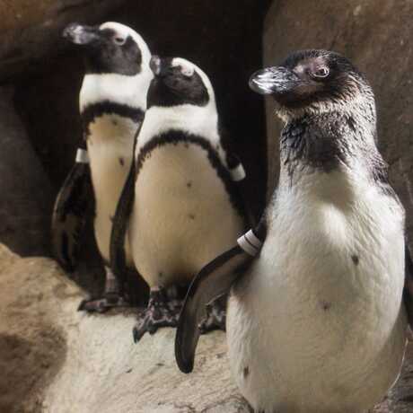 3 African penguins pose inside their exhibit at the Academy