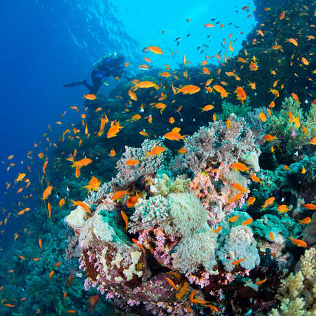 A dazzling underwater scene in the Red Sea with a school of bright orange reef fish
