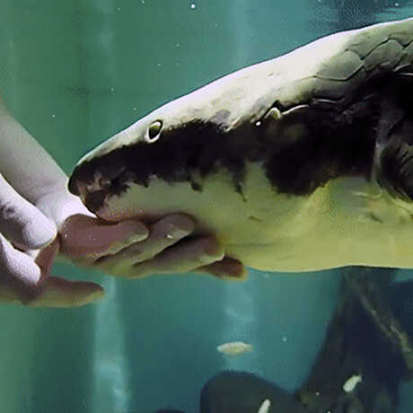 Methuselah the lungfish gets a chin scratch by an Academy biologist