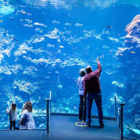 Guests point at fish in Philippine Coral Reef exhibit at the Academy