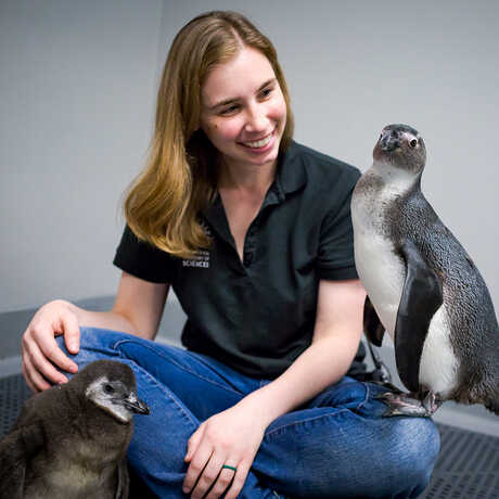 Biologist Amy Walters with two African penguins in her lap