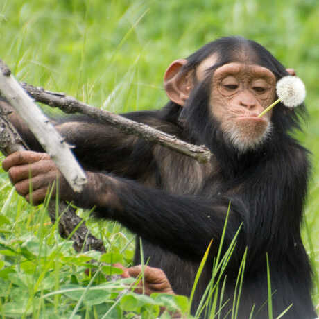 Chimpanzee with dandelion in mouth