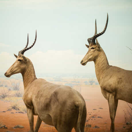 Two graceful African antelope stand in a colorful diorama.