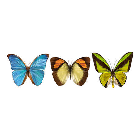 3 colorful butterflies against a white background