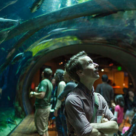 Visitors watch fishes swim over their heads in the rainforest tunnel. 