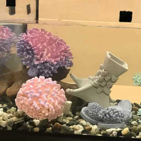 Color-changing coral in an aquarium tank for a science demonstration.