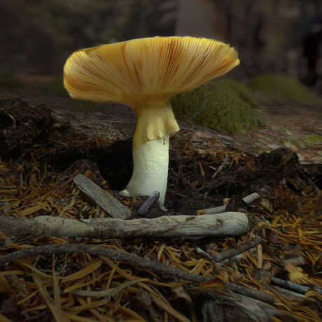 Mushroom on the soil, science lesson plans
