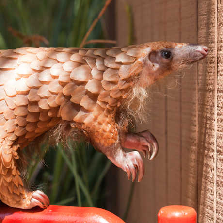 Pangolin at San Diego Zoo