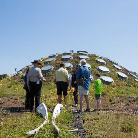Guests atop the Living Roof on a VIP Tour