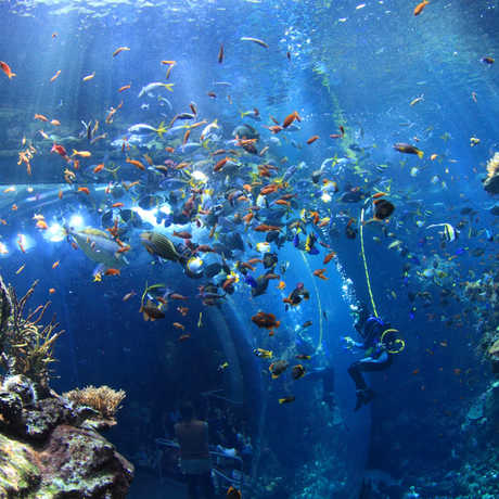 The Philippine Coral Reef exhibit by Will Love